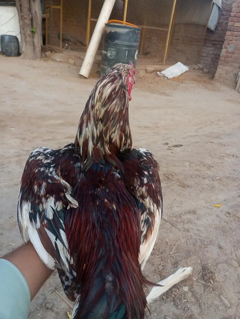 best quality of mianwali aseel — photo 3