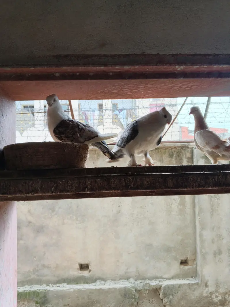 Extra ordinary sentient breeder pair — photo 2