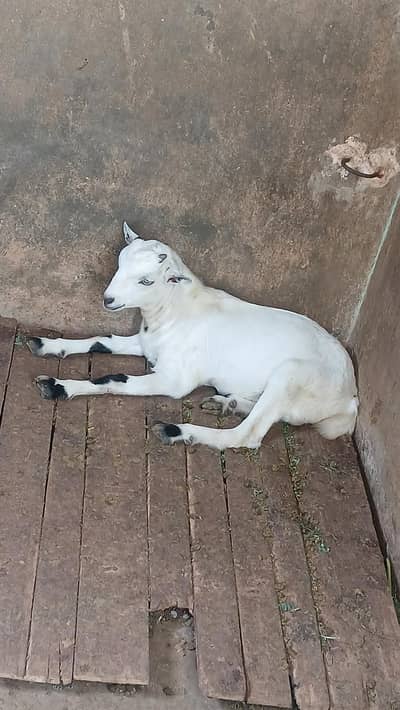 Bakra