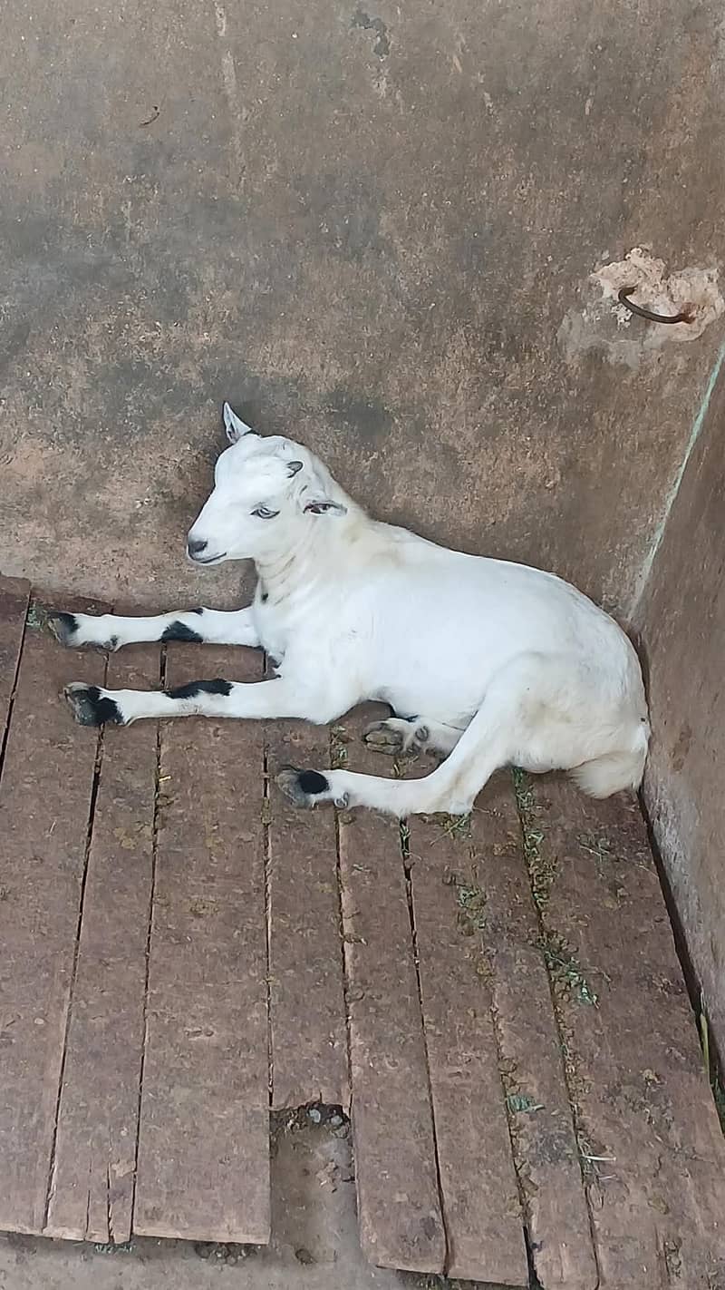 Bakra 0