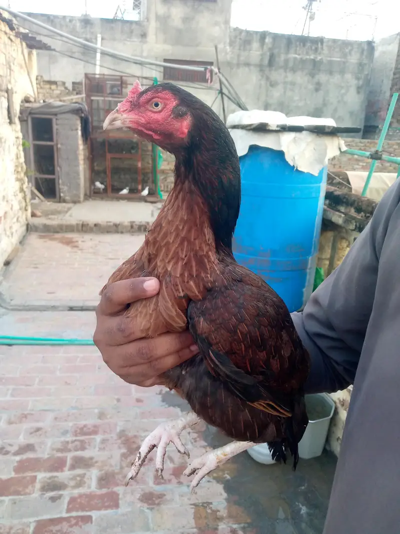Aseel meanwali — photo 2