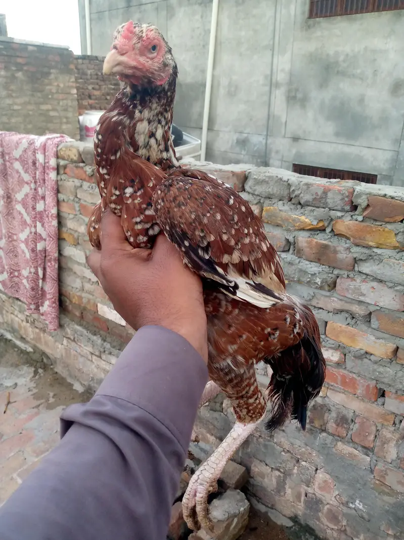 Aseel meanwali — photo 3