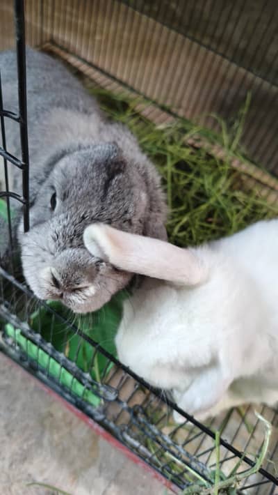 Holland lop