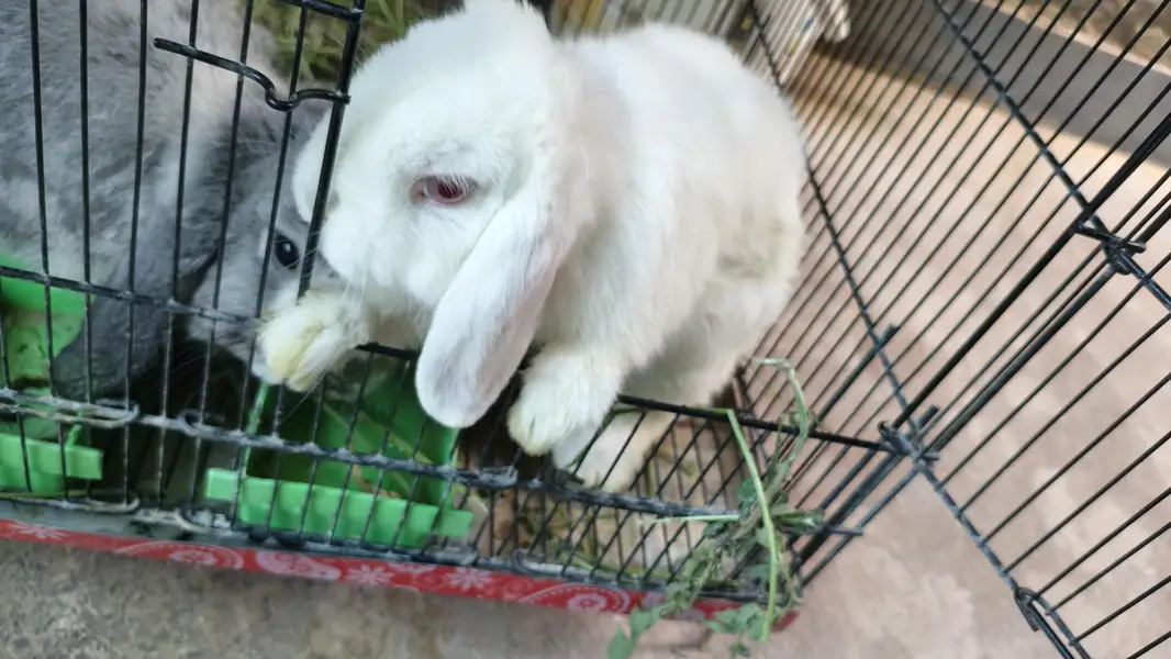 Holland lop — photo 2