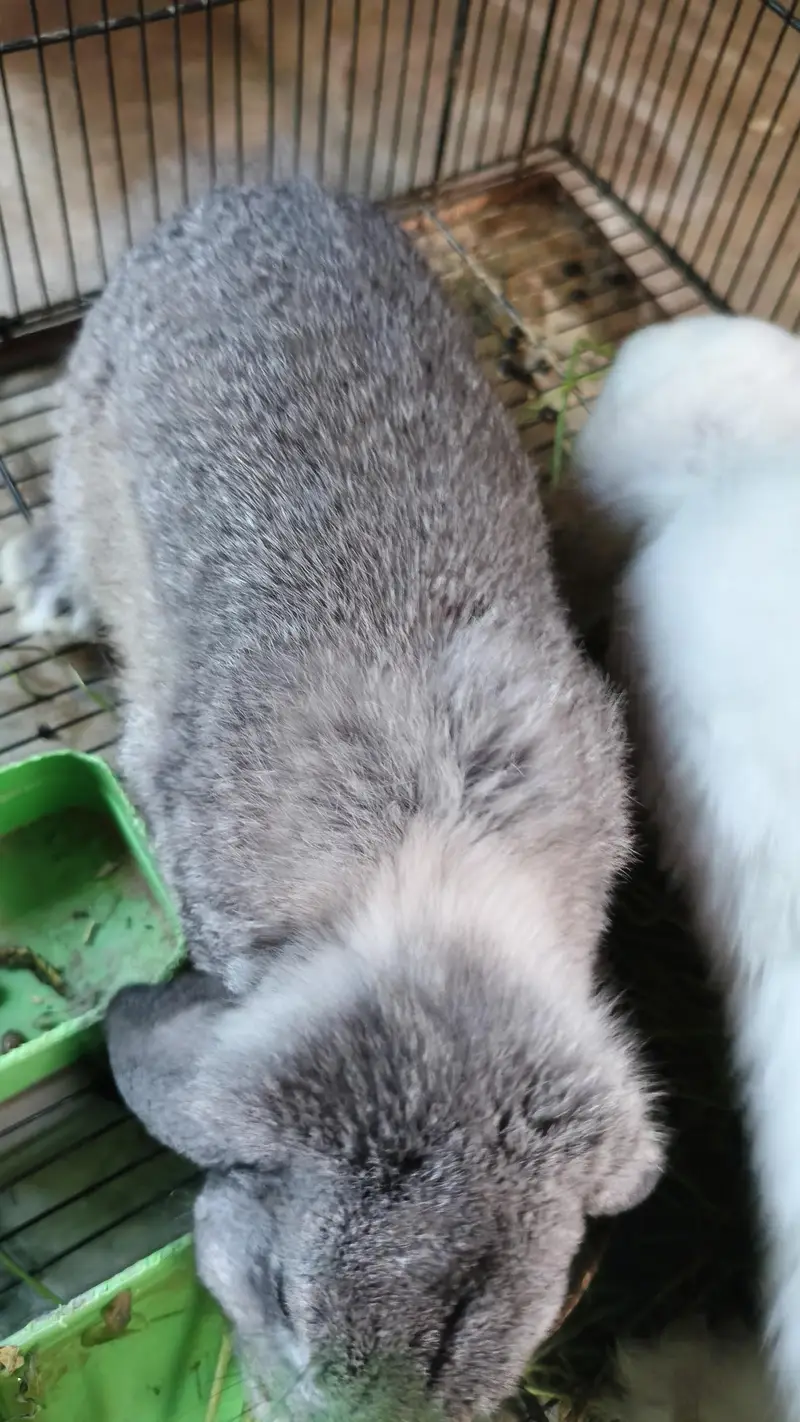 Holland lop — photo 3