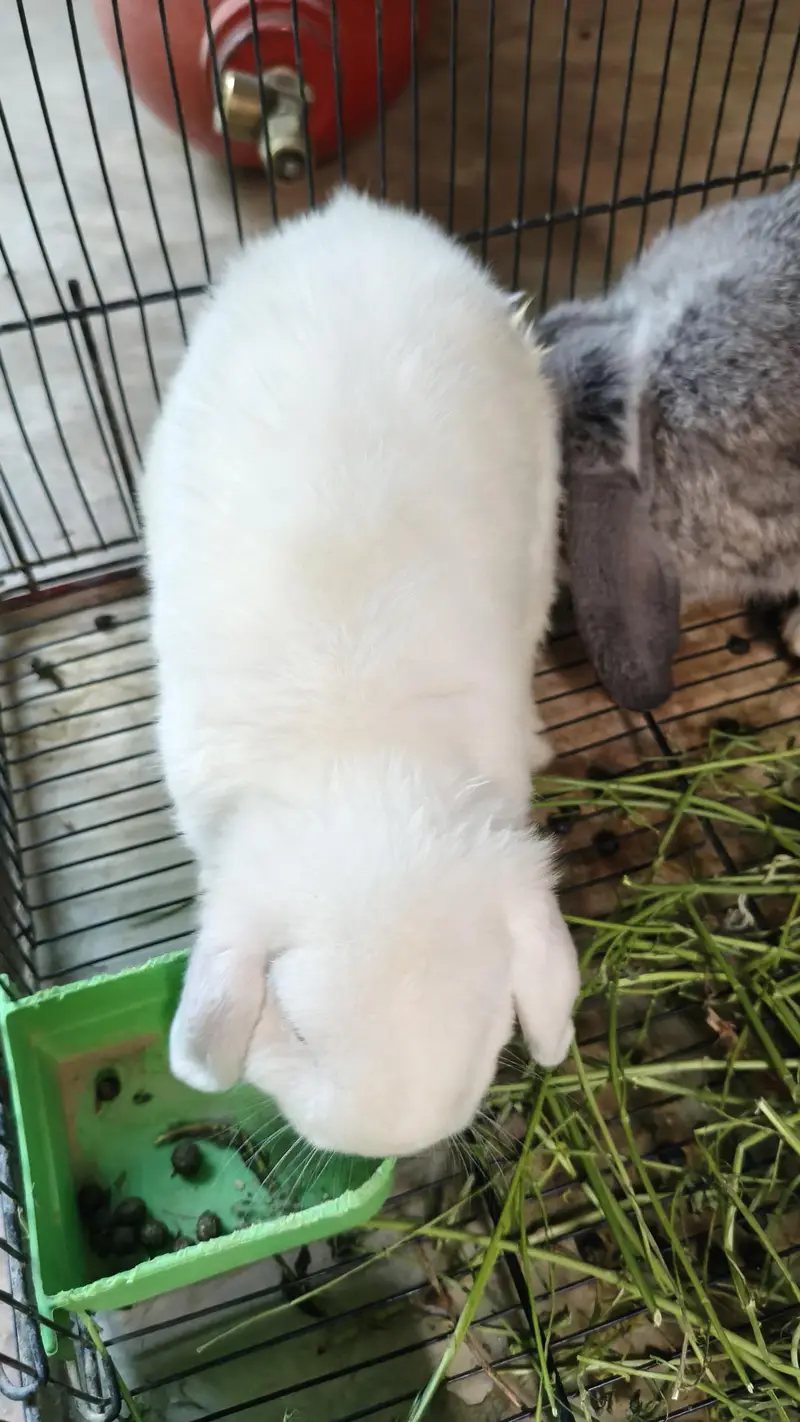 Holland lop — photo 4