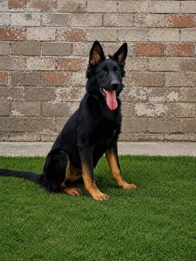 German shepherd| DOG female