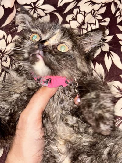 Persian double coated kitten 3 months old