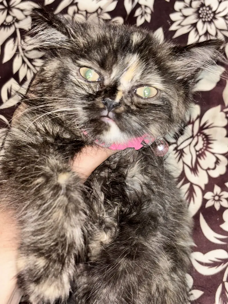Persian double coated kitten 3 months old — photo 2