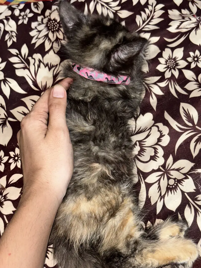 Persian double coated kitten 3 months old — photo 3