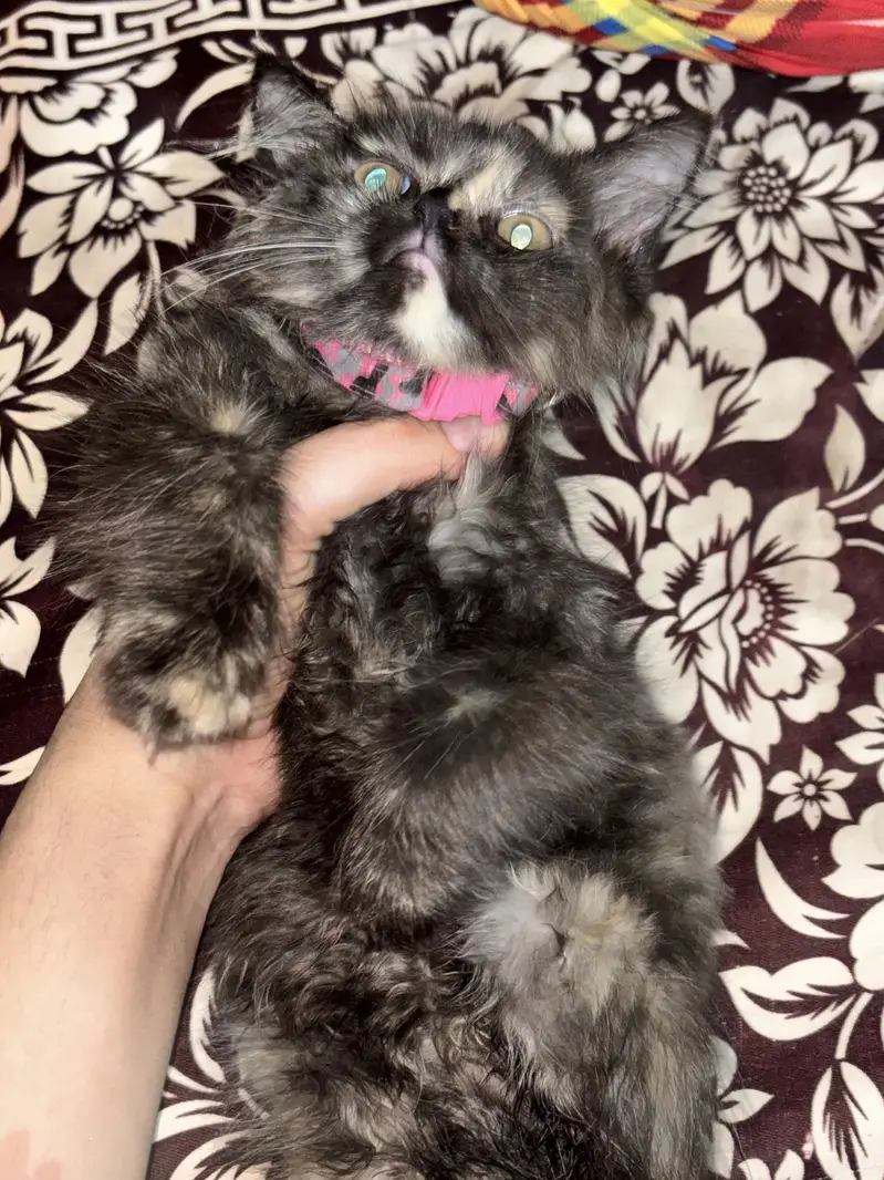 Persian double coated kitten 3 months old — photo 4