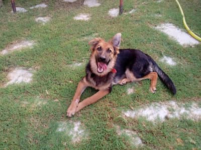 Non pedigreed German Shepherd pup for sale in Karachi