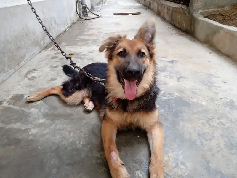 Non pedigreed German Shepherd pup for sale in Karachi — photo 2