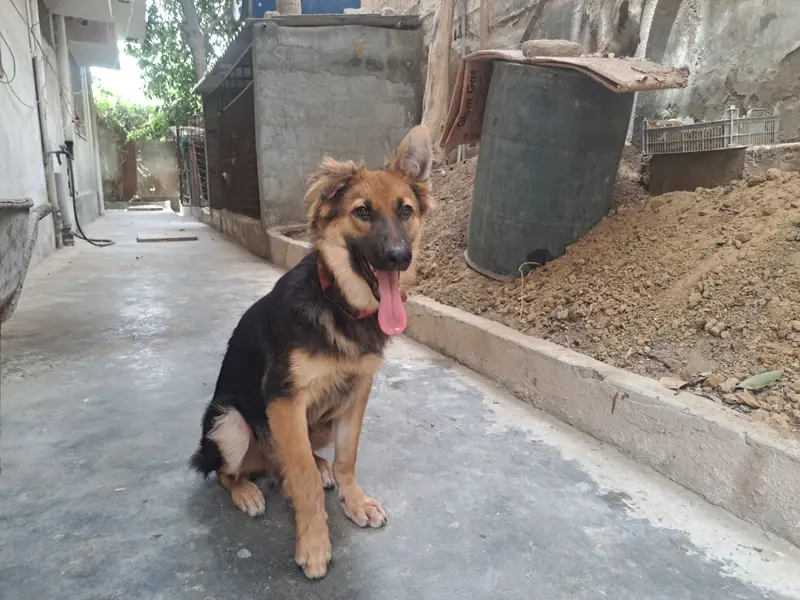 Non pedigreed German Shepherd pup for sale in Karachi — photo 5