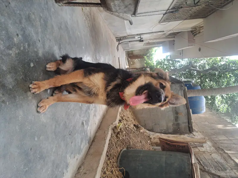 Non pedigreed German Shepherd pup for sale in Karachi — photo 6