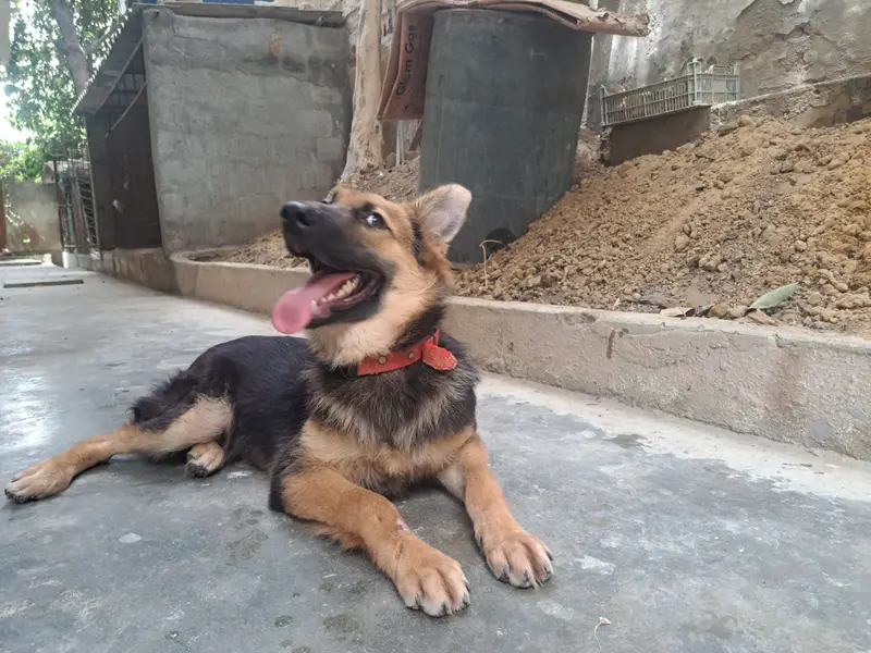 Non pedigreed German Shepherd pup for sale in Karachi — photo 8