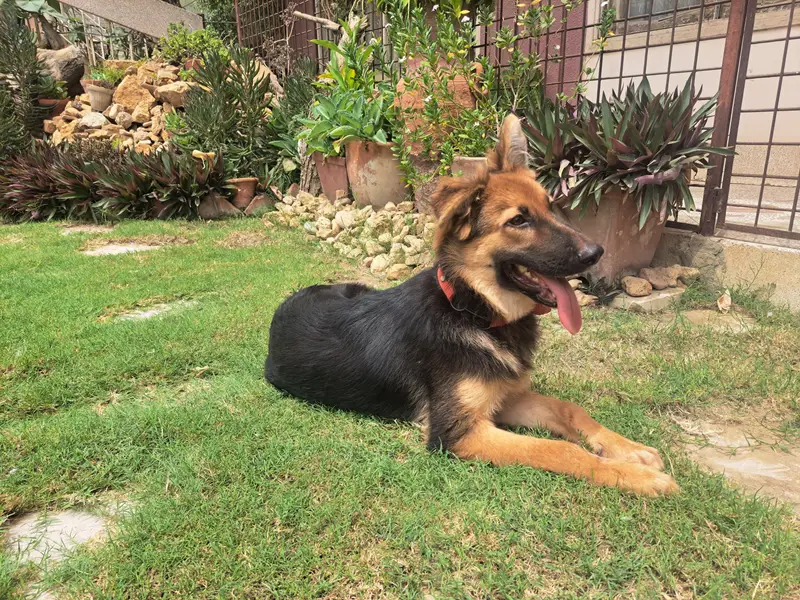 Non pedigreed German Shepherd pup for sale in Karachi — photo 10