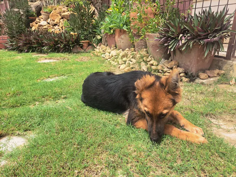 Non pedigreed German Shepherd pup for sale in Karachi — photo 11