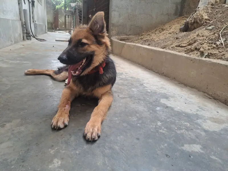 Non pedigreed German Shepherd pup for sale in Karachi — photo 12