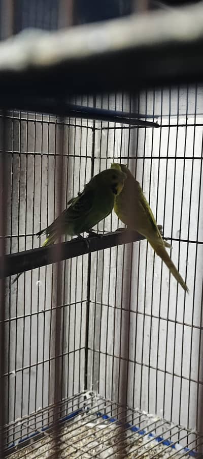 hogoromo breeder pair