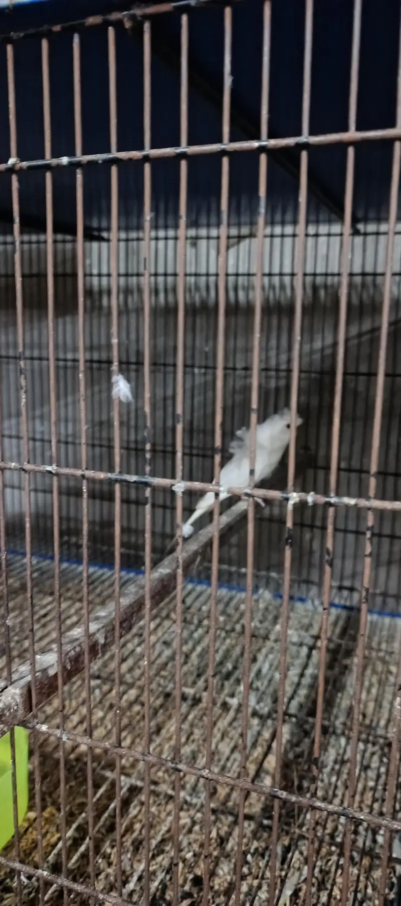 hogoromo breeder pair — photo 2