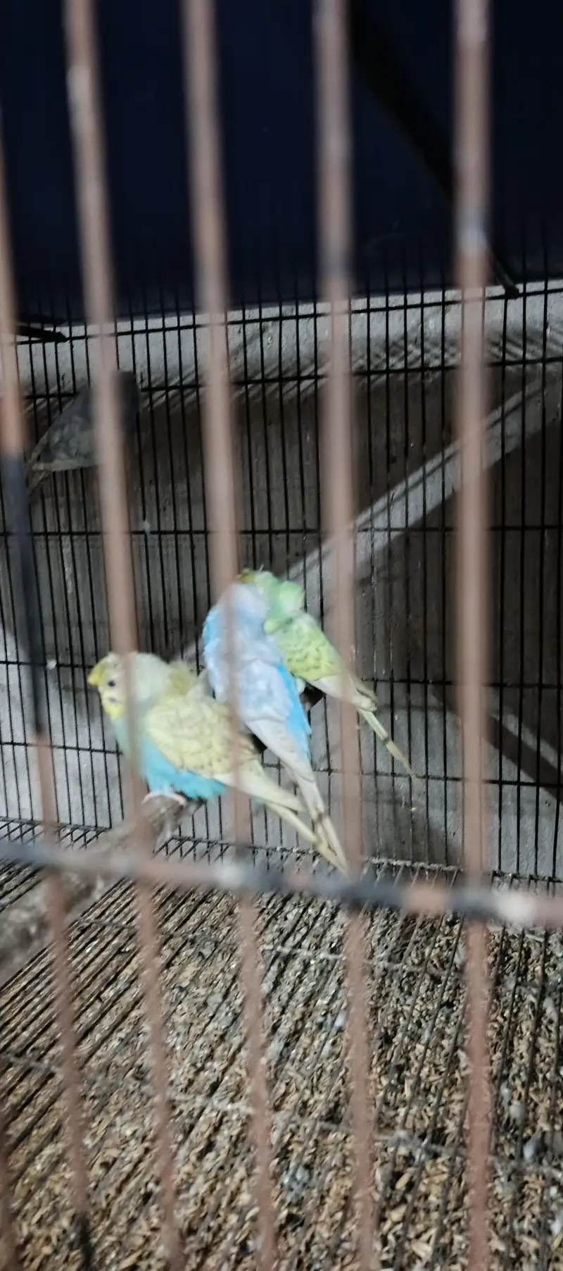 hogoromo breeder pair — photo 3