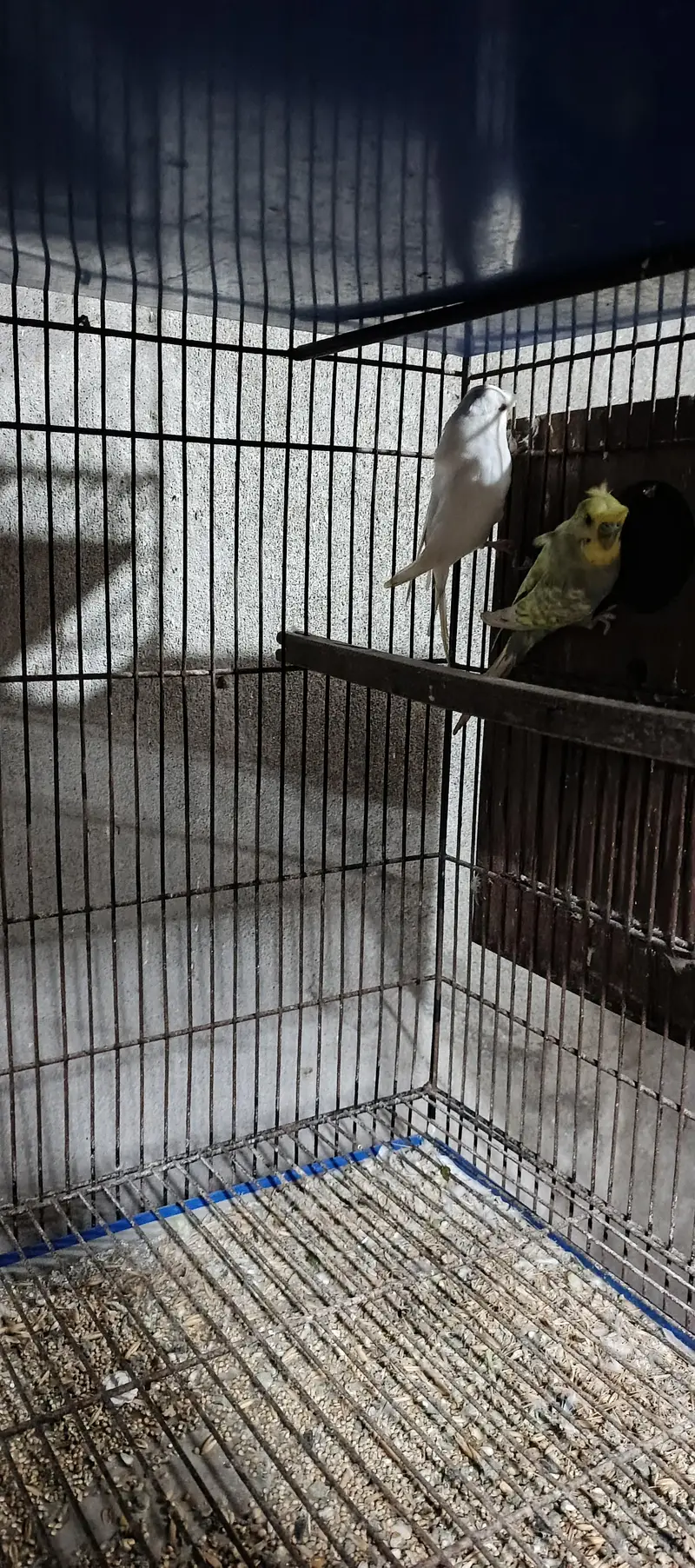 hogoromo breeder pair — photo 4