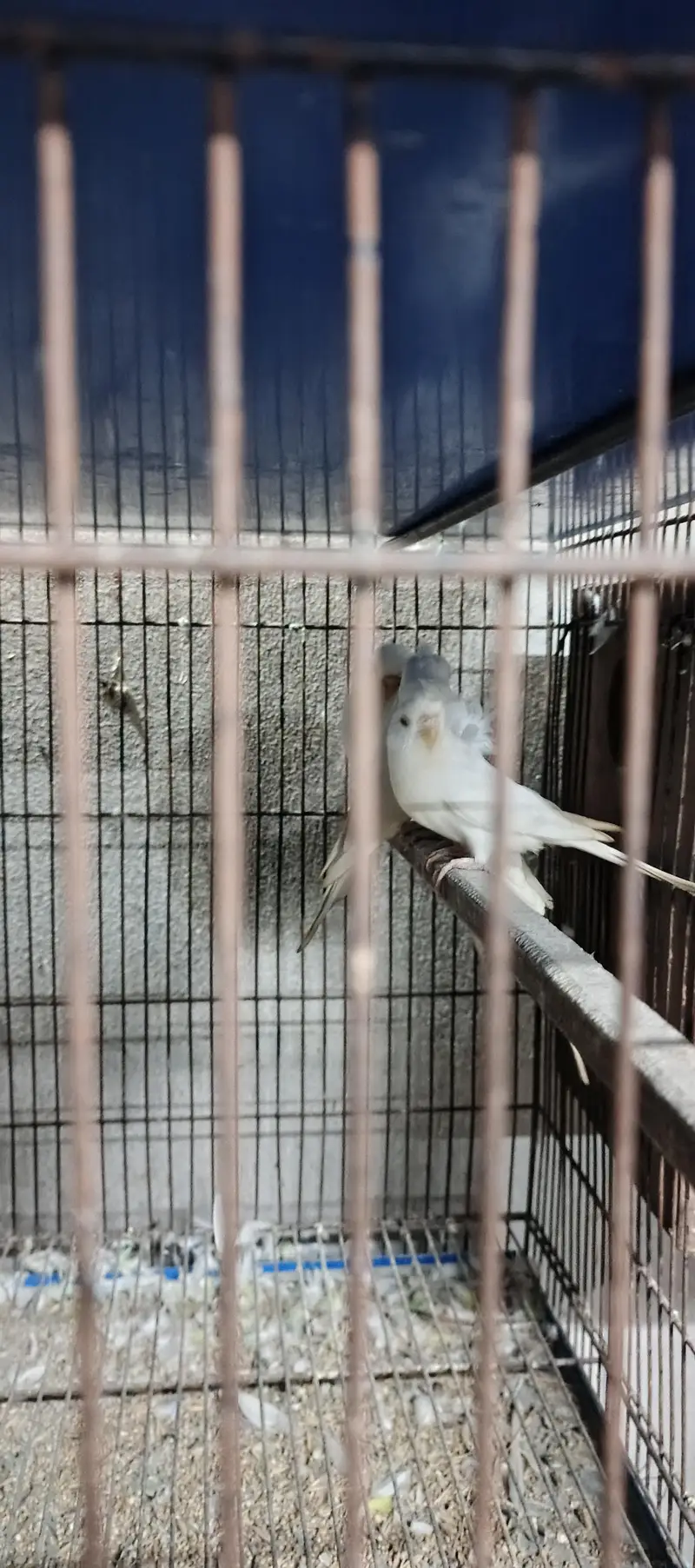 hogoromo breeder pair — photo 5