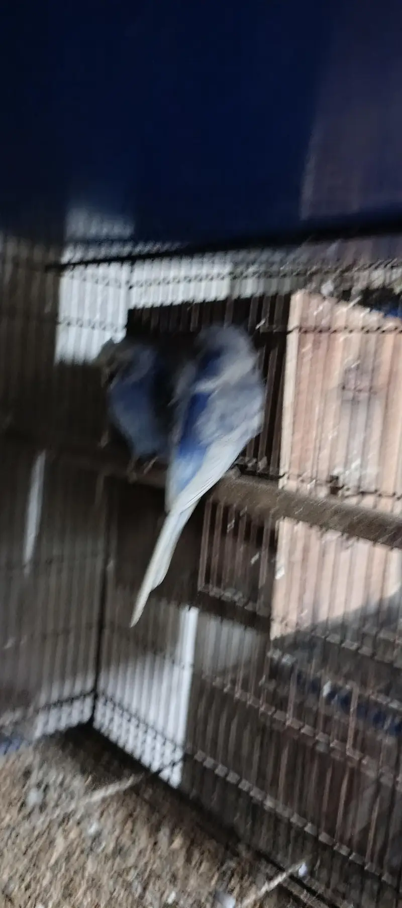 hogoromo breeder pair — photo 6