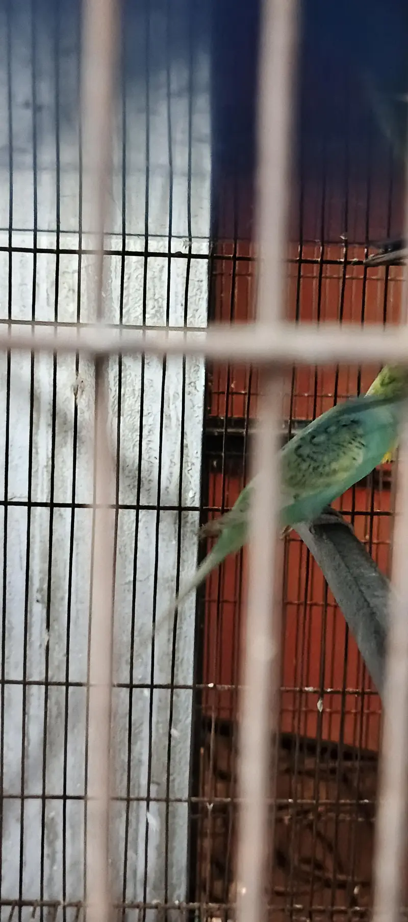 hogoromo breeder pair — photo 7