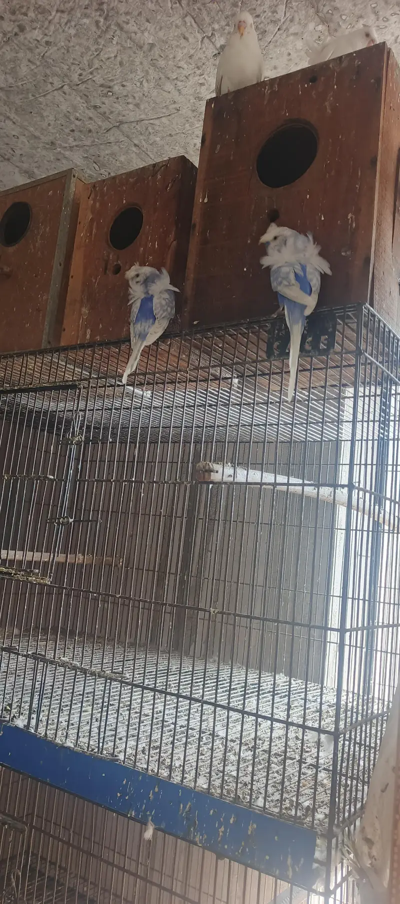hogoromo breeder pair — photo 8