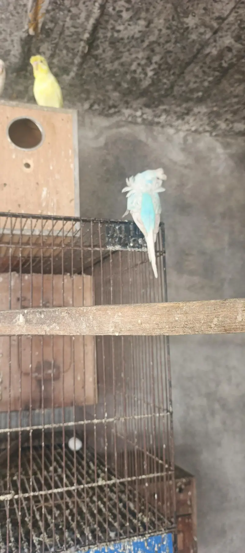 hogoromo breeder pair — photo 9