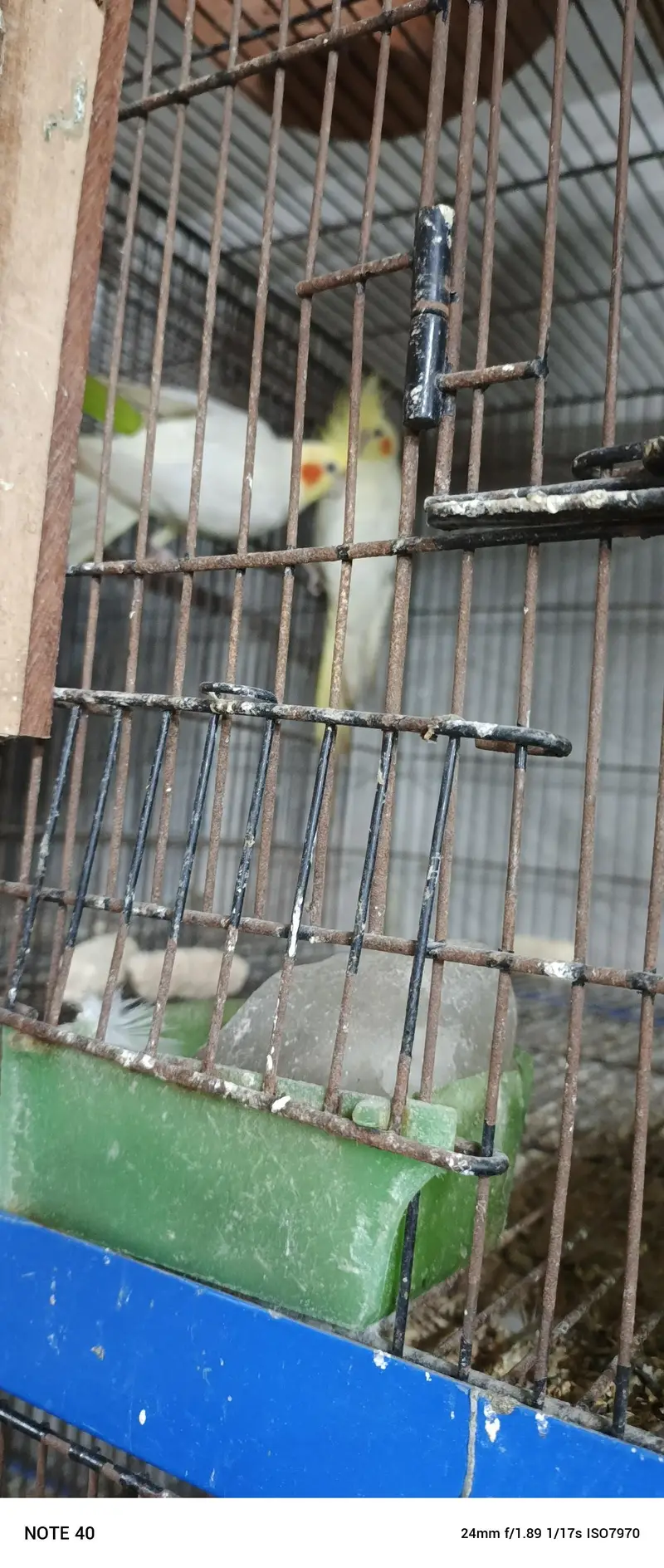 hogoromo breeder pair — photo 10