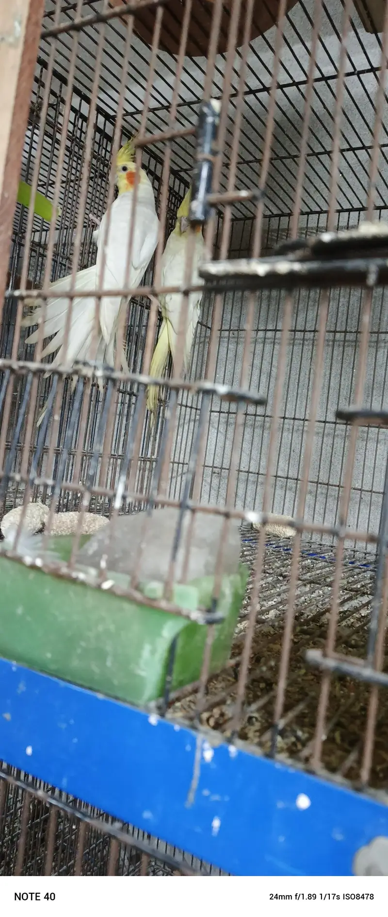 hogoromo breeder pair — photo 11