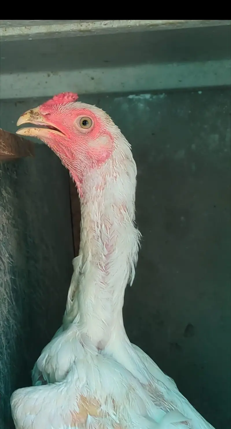 White Shaamo Aseel Pathy — photo 3