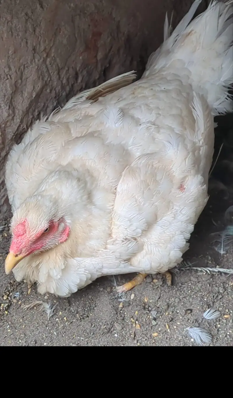 White Shaamo Aseel Pathy — photo 7