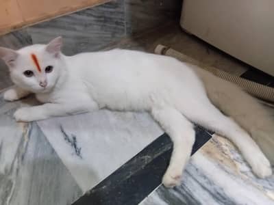 male cat