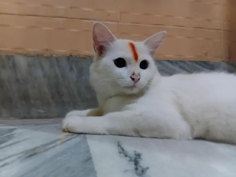 male cat — photo 2