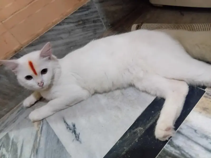 male cat — photo 3
