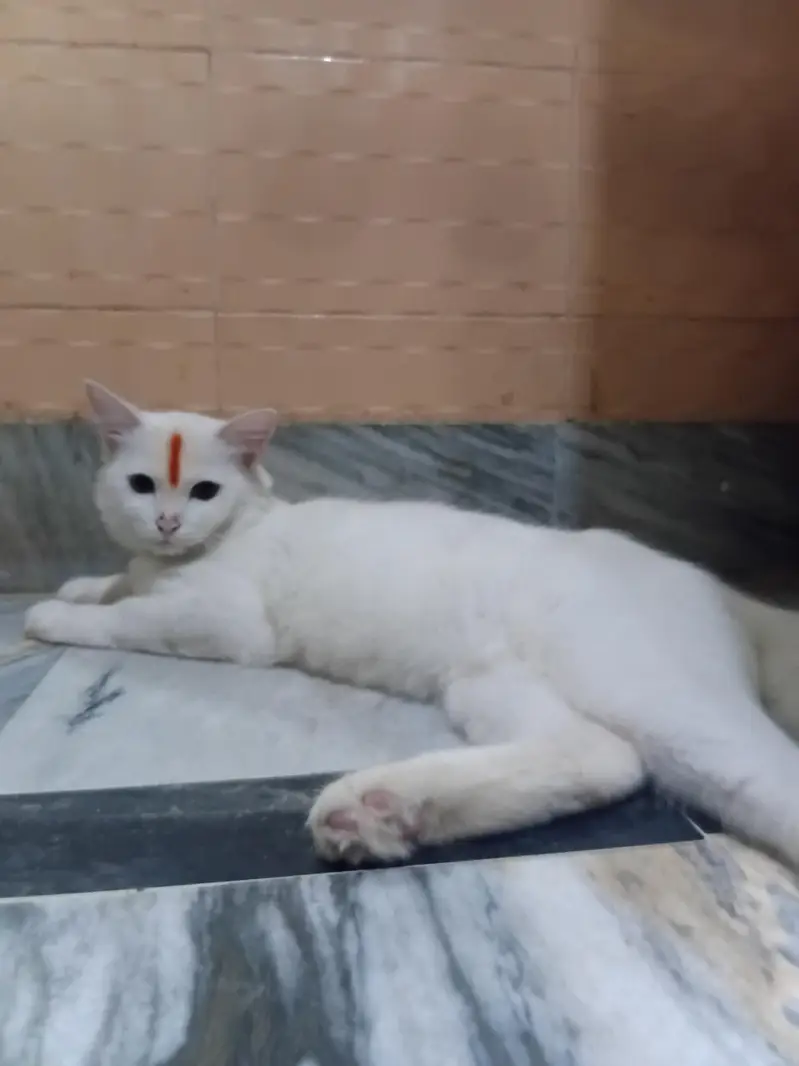 male cat — photo 4