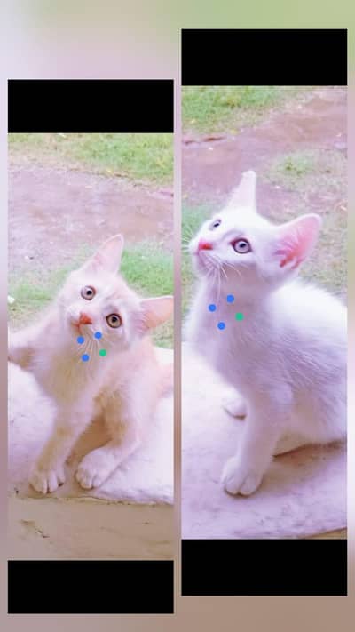 Persian kitten