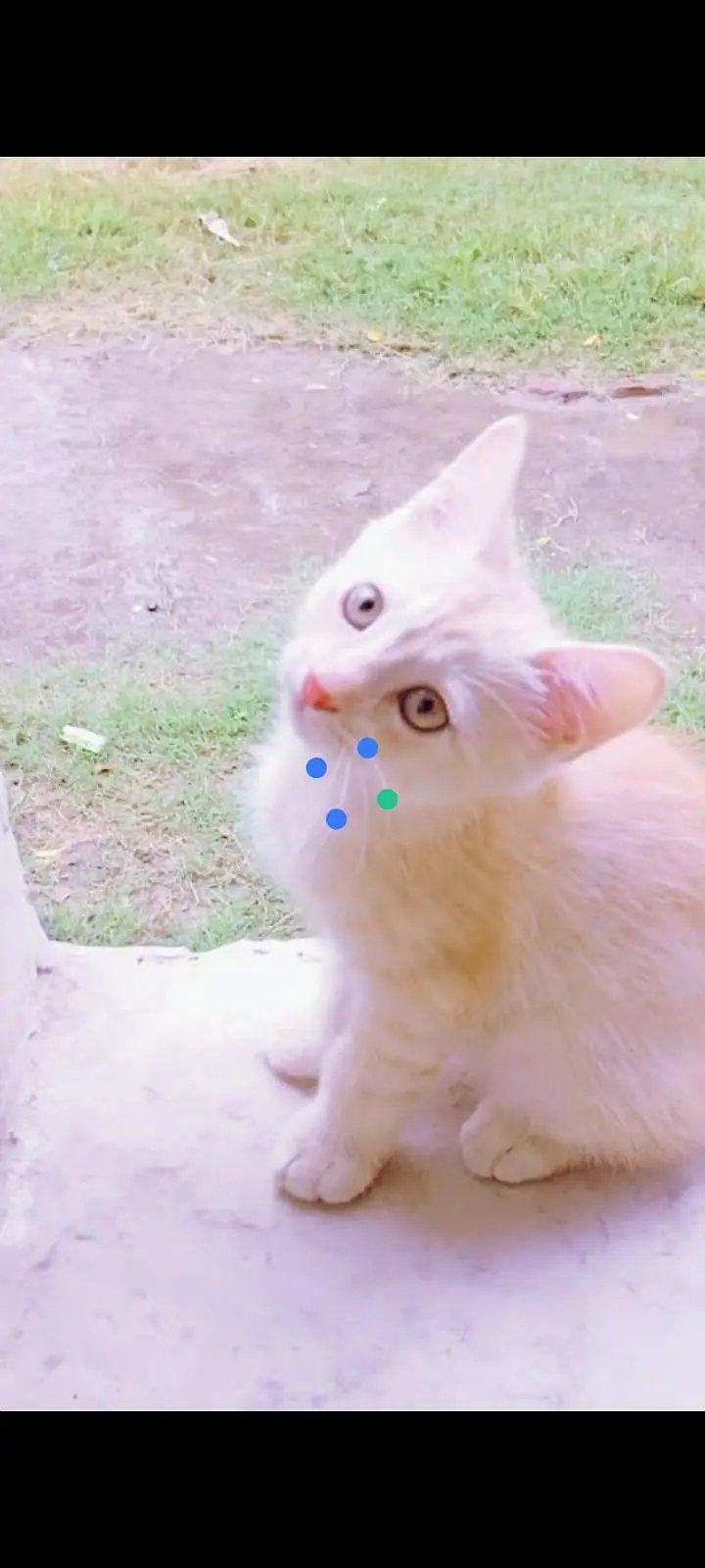 Persian kitten — photo 2