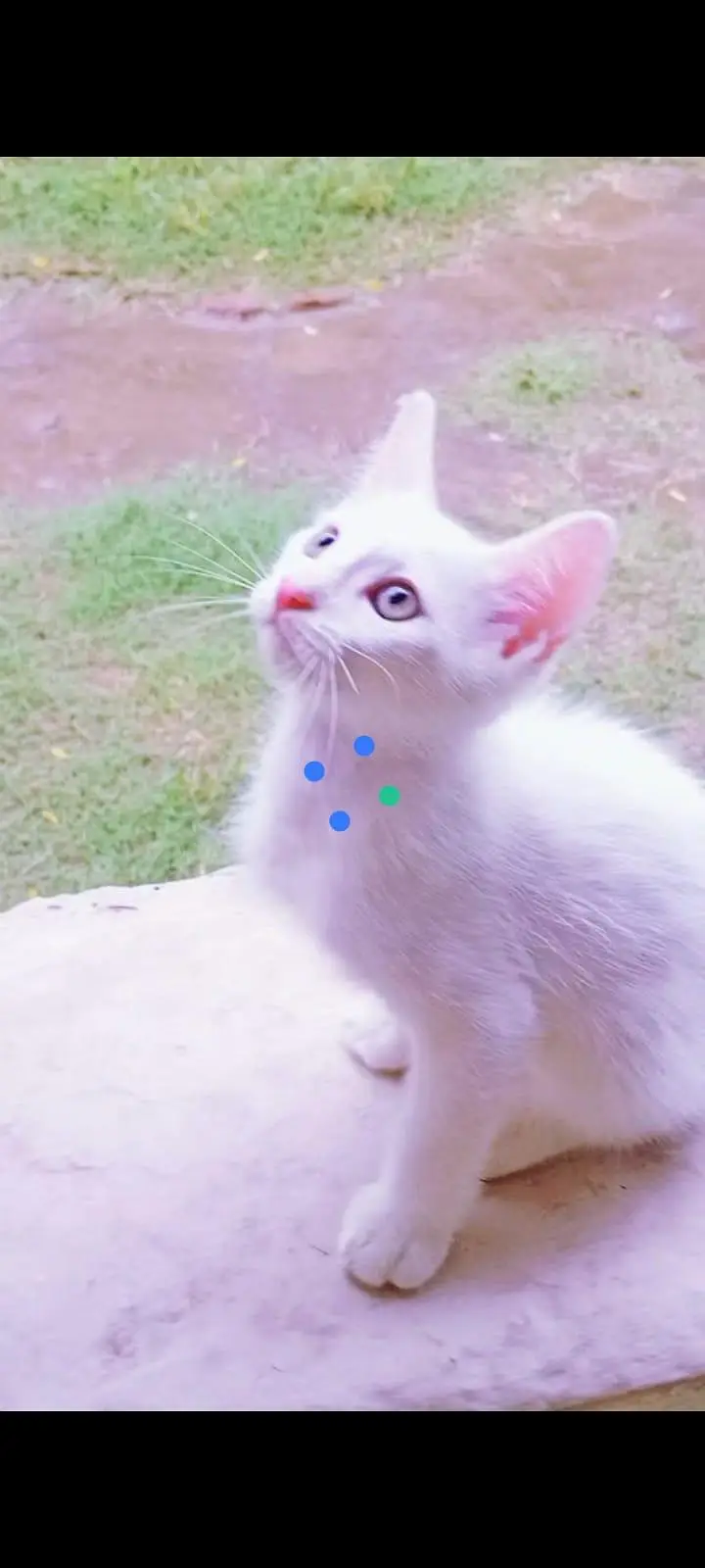 Persian kitten — photo 3