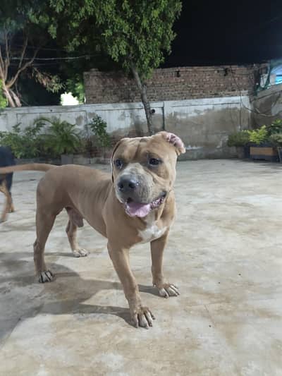 American pitbull terrier