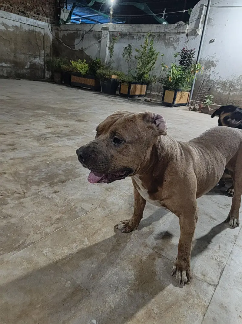 American pitbull terrier — photo 2