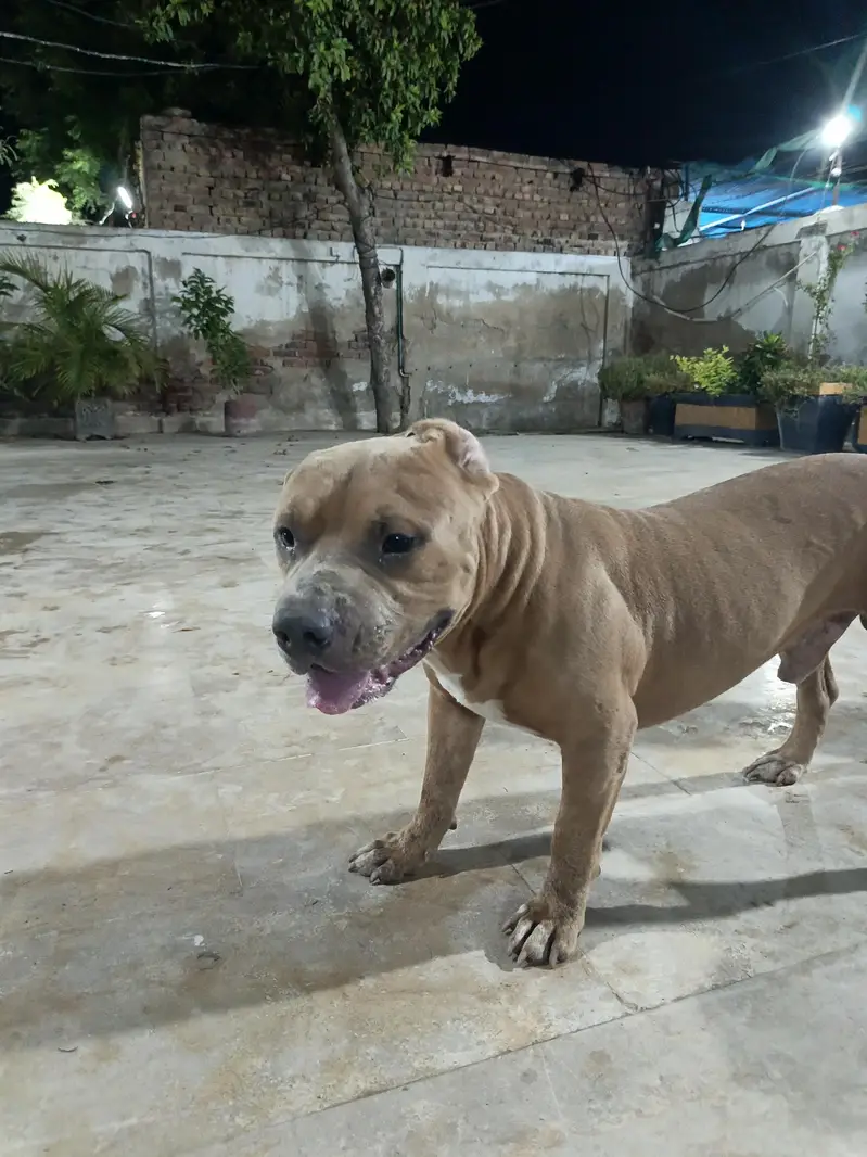 American pitbull terrier — photo 3