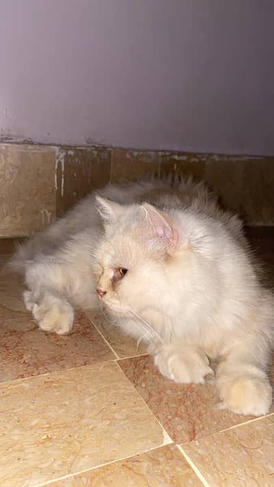 Persian Cat Pair (Male & Female) | Healthy & Well Groomed