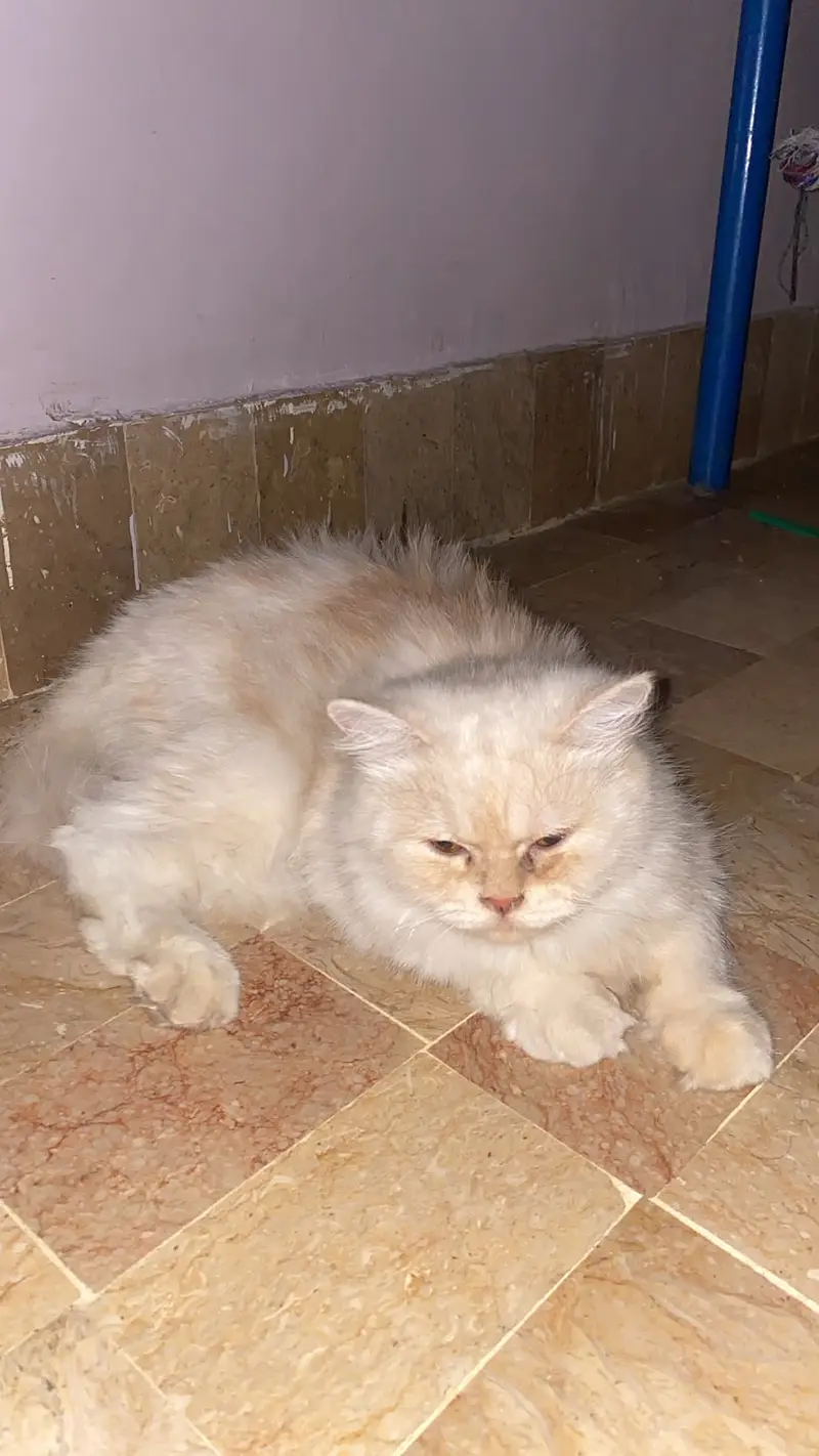 Persian Cat Pair (Male & Female) | Healthy & Well Groomed — photo 2