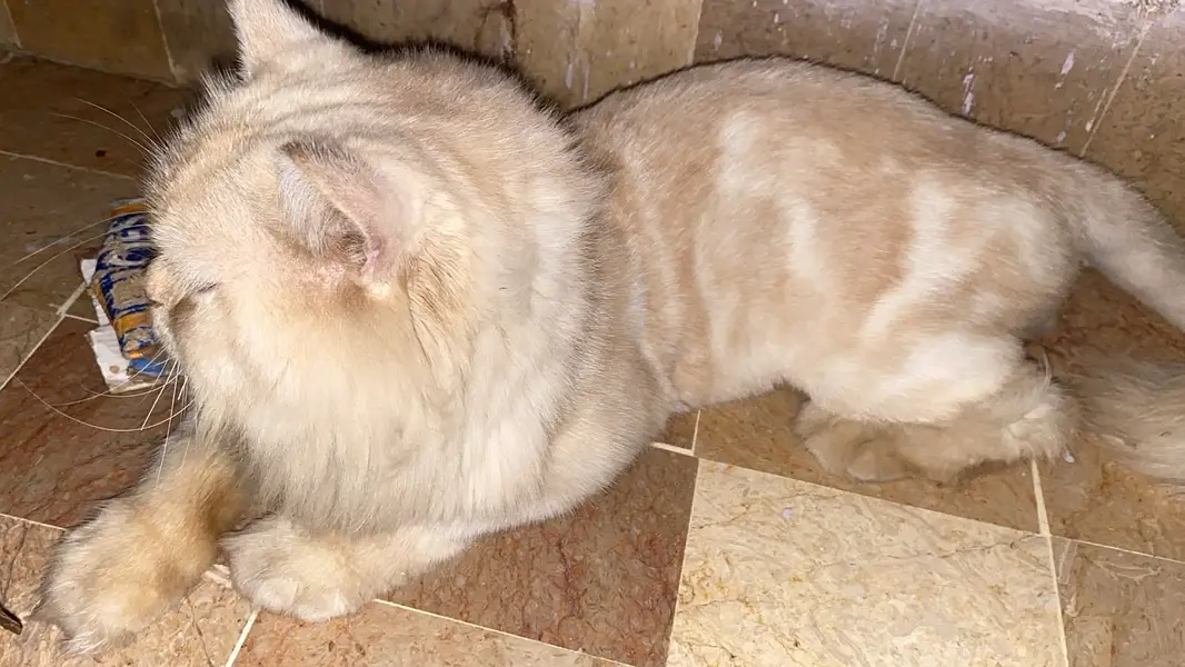 Persian Cat Pair (Male & Female) | Healthy & Well Groomed — photo 3