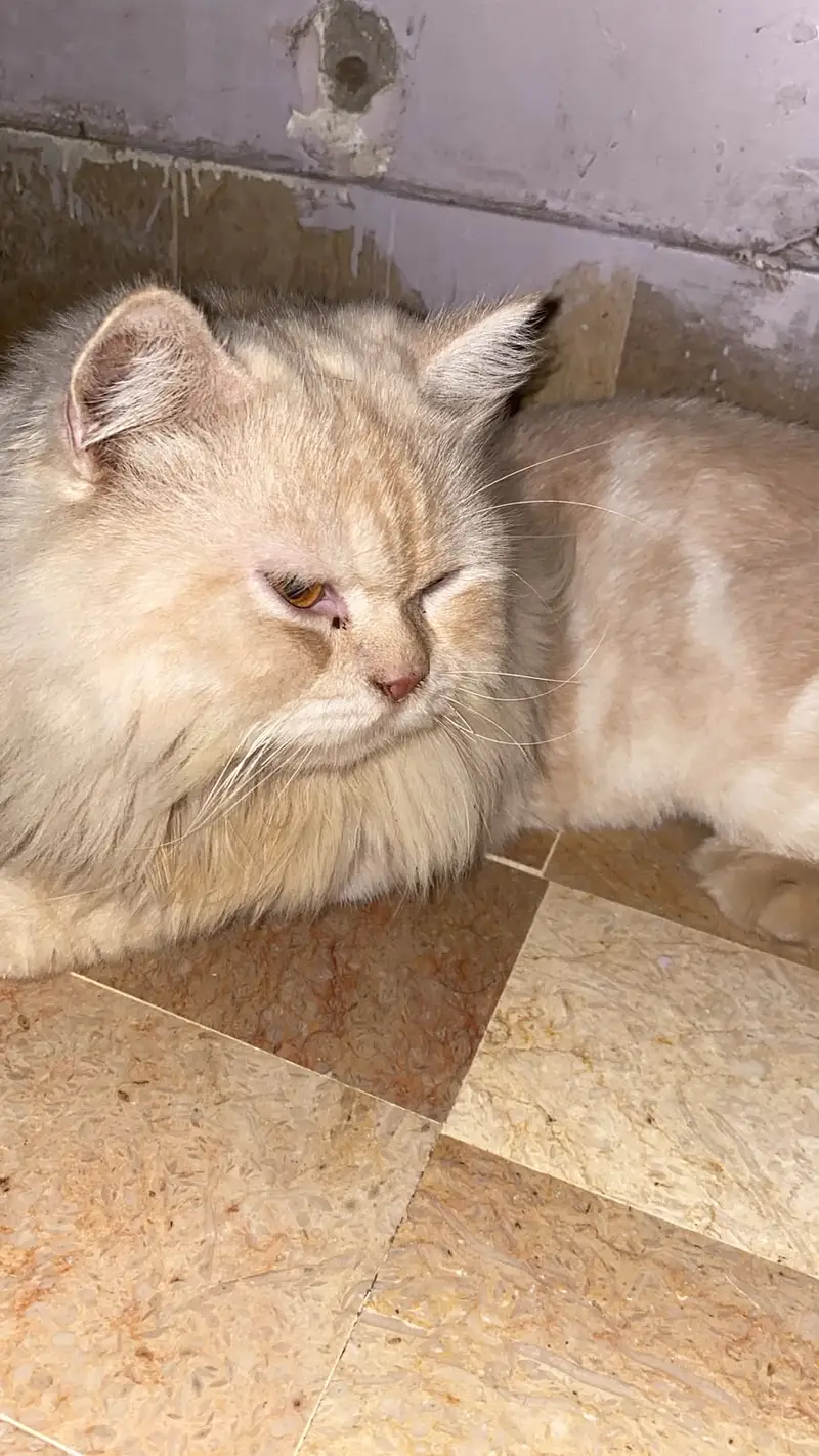 Persian Cat Pair (Male & Female) | Healthy & Well Groomed — photo 4